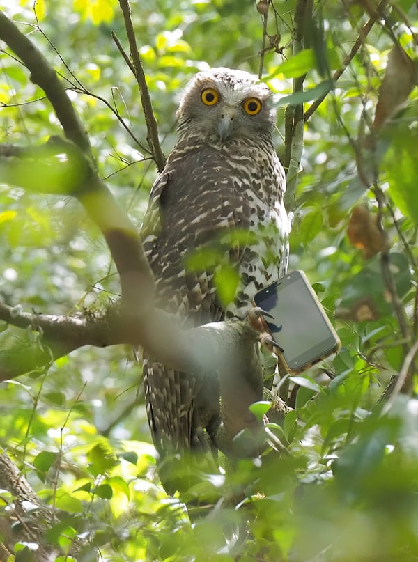 A Powerful Owl perched on a tree branch in a lush green forest, holding a modern smartphone