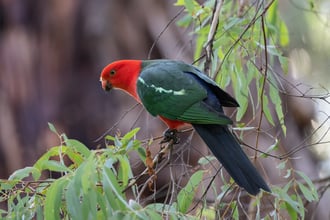 australian-king-parrot-7987514